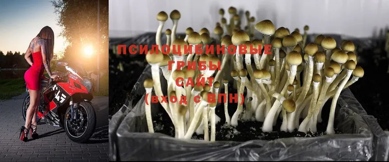 Галлюциногенные грибы Psilocybine cubensis  omg сайт  Бугуруслан 